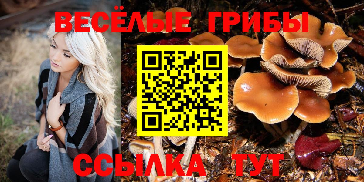 Псилоцибиновые грибы Psilocybine cubensis Барабинск